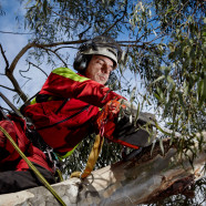 Tree Removal