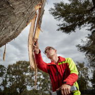 Tree Assessment