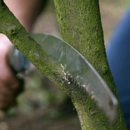 Tree Pruning & Tree Trimming